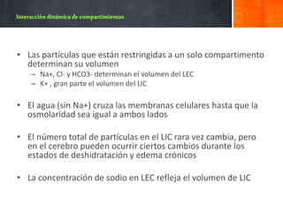 • Las partículas que están restringidas a un solo compartimento
determinan su volumen
– Na+, Cl- y HCO3- determinan el volumen del LEC
– K+ , gran parte el volumen del LIC
• El agua (sin Na+) cruza las membranas celulares hasta que la
osmolaridad sea igual a ambos lados
• El número total de partículas en el LIC rara vez cambia, pero
en el cerebro pueden ocurrir ciertos cambios durante los
estados de deshidratación y edema crónicos
• La concentración de sodio en LEC refleja el volumen de LIC
 