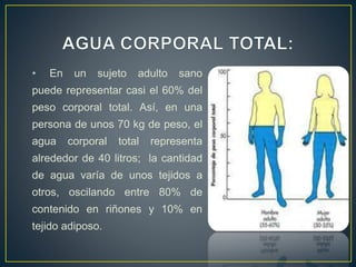 • En un sujeto adulto sano
puede representar casi el 60% del
peso corporal total. Así, en una
persona de unos 70 kg de peso, el
agua corporal total representa
alrededor de 40 litros; la cantidad
de agua varía de unos tejidos a
otros, oscilando entre 80% de
contenido en riñones y 10% en
tejido adiposo.
 