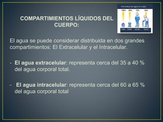COMPARTIMIENTOS LÍQUIDOS DEL
CUERPO:
El agua se puede considerar distribuida en dos grandes
compartimientos: El Extracelular y el Intracelular.
- El agua extracelular: representa cerca del 35 a 40 %
del agua corporal total.
- El agua intracelular: representa cerca del 60 a 65 %
del agua corporal total
 