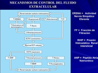 MECANISMOS DE CONTROL DEL FLUIDO EXTRACELULAR ERSNA =  Actividad Nervio Simpático Eferente FF =  Fracción de Filtración RIHP =  Presión Hidrostática  Renal Intersticial ANP =  Péptido Atrial Natriurético 