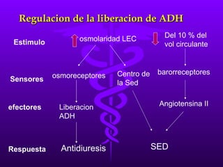 Regulacion de la liberacion de ADH Estimulo osmolaridad LEC Del 10 % del vol circulante Sensores osmoreceptores Centro de la Sed barorreceptores efectores Liberacion ADH Angiotensina II Respuesta  Antidiuresis  SED 