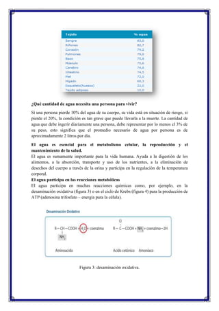 ¿Qué cantidad de agua necesita una persona para vivir?
Si una persona pierde 10% del agua de su cuerpo, su vida está en situación de riesgo, si
pierde el 20%, la condición es tan grave que puede llevarla a la muerte. La cantidad de
agua que debe ingerir diariamente una persona, debe representar por lo menos el 3% de
su peso, esto significa que el promedio necesario de agua por persona es de
aproximadamente 2 litros por día.
El agua es esencial para el metabolismo celular, la reproducción y el
mantenimiento de la salud.
El agua es sumamente importante para la vida humana. Ayuda a la digestión de los
alimentos, a la absorción, transporte y uso de los nutrientes, a la eliminación de
desechos del cuerpo a través de la orina y participa en la regulación de la temperatura
corporal.
El agua participa en las reacciones metabólicas
El agua participa en muchas reacciones químicas como, por ejemplo, en la
desaminación oxidativa (figura 3) o en el ciclo de Krebs (figura 4) para la producción de
ATP (adenosina trifosfato – energía para la célula).

Figura 3: desaminación oxidativa.

 