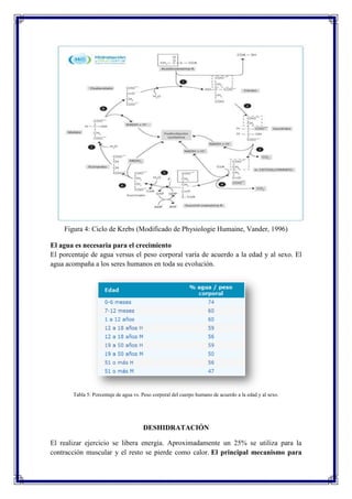 Figura 4: Ciclo de Krebs (Modificado de Physiologie Humaine, Vander, 1996)
El agua es necesaria para el crecimiento
El porcentaje de agua versus el peso corporal varía de acuerdo a la edad y al sexo. El
agua acompaña a los seres humanos en toda su evolución.

Tabla 5: Porcentaje de agua vs. Peso corporal del cuerpo humano de acuerdo a la edad y al sexo.

DESHIDRATACIÓN
El realizar ejercicio se libera energía. Aproximadamente un 25% se utiliza para la
contracción muscular y el resto se pierde como calor. El principal mecanismo para

 
