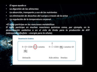 •
•
•
•
•

El agua ayuda a:
La digestión de los alimentos
La absorción, transporte y uso de los nutrientes
La eliminación de desechos del cuerpo a través de la orina
La regulación de la temperatura corporal.

•El agua participa en las reacciones metabólicas
El agua participa en muchas reacciones químicas como, por ejemplo, en la
desaminación oxidativa o en el ciclo de Krebs para la producción de ATP
(adenosina trifosfato – energía para la célula).

 