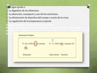 O El agua ayuda a:

O La digestión de los alimentos
O La absorción, transporte y uso de los nutrientes
O La eliminación de desechos del cuerpo a través de la orina
O La regulación de la temperatura corporal.

•El agua participa en las reacciones metabólicas
El agua participa en muchas reacciones químicas como, por ejemplo, en la
desaminación oxidativa o en el ciclo de Krebs para la producción de ATP
(adenosina trifosfato – energía para la célula).

 