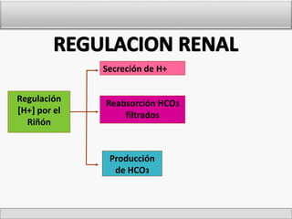 Regulación 
[H+] por el 
Riñón 
Secreción de H+ 
Reabsorción HCO3 
filtrados 
Producción 
de HCO3 
 