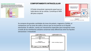 COMPORTAMIENTO INTRACELULAR
El fluido intracelular representa aquel que se
halla dentro de las células. Constituye el 40%
del peso corporal.
Se compone de grandes cantidades de iones de potasio, magnesio y fosfato, al
compararse con los iones de sodio y cloruro que se encuentran en el líquido
extracelular. En adición, cuenta con mecanismos especiales para transportar iones
a través de las membranas celulares conservan estas diferencias entre los líquidos
extracelular e intracelular.
 