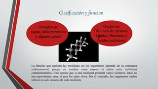 Clasificación y función
Inorgánicas
(agua, sales minerales
y algunos gases)
Orgánicas
(Hidratos de carbono,
Lípidos, Proteínas y
Ácidos nucleicos)
La función que realizan las moléculas en los organismos depende de su estructura
tridimensional, porque en muchos casos supone la unión entre moléculas
complementarias. Esto supone que si una molécula presenta varios isómeros, éstos no
son equivalentes entre sí para los seres vivos. Por el contrario, los organismos suelen
utilizar un solo isómero de cada molécula.
 