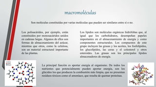 macromoléculas
Son moléculas constituidas por varias moléculas que pueden ser similares entre sí o no.
Los polisacáridos, por ejemplo, están
constituidos por monosacáridos unidos
en cadenas largas. Algunos de ellos son
formas de almacenamiento del azúcar,
mientras que otros, como la celulosa,
son un material estructural importante
de las plantas.
Los lípidos son moléculas orgánicas hidrófobas que, al
igual que los carbohidratos, desempeñan papeles
importantes en el almacenamiento de energía y como
componentes estructurales. Los compuestos de este
grupo incluyen las grasas y los aceites, los fosfolípidos,
los glucolípidos, las ceras y el colesterol y otros
esteroides. Las grasas son los principales lípidos
almacenadores de energía.
La principal función es aportar energía al organismo. De todos los
nutrientes que potencialmente pueden aportar energía, son los
glúcidos los que producen la combustión más limpia, que no presentan
residuos tóxicos como el amoníaco, que resulta de quemar proteínas.
 