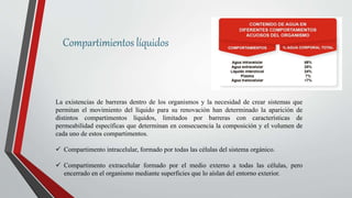 Compartimientos líquidos
La existencias de barreras dentro de los organismos y la necesidad de crear sistemas que
permitan el movimiento del líquido para su renovación han determinado la aparición de
distintos compartimentos líquidos, limitados por barreras con características de
permeabilidad específicas que determinan en consecuencia la composición y el volumen de
cada uno de estos compartimentos.
 Compartimento intracelular, formado por todas las células del sistema orgánico.
 Compartimento extracelular formado por el medio externo a todas las células, pero
encerrado en el organismo mediante superficies que lo aíslan del entorno exterior.
 