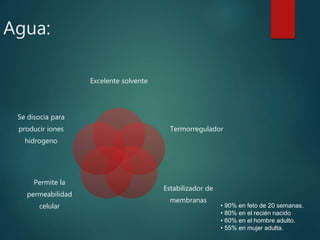 Agua:
Excelente solvente
Termorregulador
Estabilizador de
membranas
Permite la
permeabilidad
celular
Se disocia para
producir iones
hidrogeno
• 90% en feto de 20 semanas.
• 80% en el recién nacido
• 60% en el hombre adulto.
• 55% en mujer adulta.
 