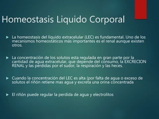 Homeostasis Liquido Corporal
 La homeostasis del líquido extracelular (LEC) es fundamental. Uno de los
mecanismos homeostáticos más importantes es el renal aunque existen
otros.
 La concentración de los solutos esta regulada en gran parte por la
cantidad de agua extracelular, que depende del consumo, la EXCRECION
RENAL y las perdidas por el sudor, la respiración y las heces.
 Cuando la concentración del LEC es alta (por falta de agua o exceso de
solutos el riñón retiene mas agua y excreta una orina concentrada
 El riñón puede regular la perdida de agua y electrolitos
 