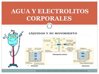 AGUA Y ELECTROLITOS
CORPORALES
Tomado de; https://es.slideshare.net/malebranche18/distribucion-de-liquidos-electrolitos-corporales-y-flujo
 