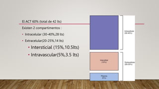 El ACT 60% (total de 42 lts)
Existen 2 compartimentos :
• Intracelular (30-40%,28 lts)
• Extracelular(20-25%,14 lts)
• Intersticial (15%,10.5lts)
• Intravascular(5%,3.5 lts)
 