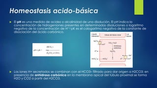 Homeostasis acido-básica
 El pH es una medida de acidez o alcalinidad de una disolución. El pH indica la
concentración de hidrogeniones presentes en determinadas disoluciones o logaritmo
negativo de la concentración de H+ y pK es el cologaritmo negativo de la constante de
disociación del ácido carbónico.
 Los iones H+ secretados se combinan con el HCO3– filtrado para dar origen a H2CO3; en
presencia de anhidrasa carbónica en la membrana apical del túbulo proximal se forma
H2O y CO2 a partir del H2CO3.
 