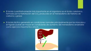  El ácido cuantitativamente más importante en el organismo es el ácido carbónico,
formado por la hidratación del CO2 producido en el metabolismo de hidratos de
carbono y grasas
 El ácido láctico generado en condiciones normales principalmente por los músculos y
el hígado puede ser mayor en condiciones de aumento del metabolismo anaerobio
como ejercicio importante o shock.
 