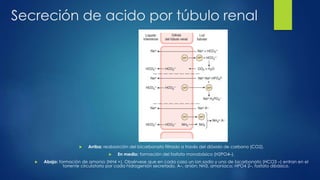 Secreción de acido por túbulo renal
 Arriba: reabsorción del bicarbonato filtrado a través del dióxido de carbono (CO2).
 En medio: formación del fosfato monobásico (H2PO4–).
 Abajo: formación de amonio (NH4 +). Obsérvese que en cada caso un ion sodio y uno de bicarbonato (HCO3 –) entran en el
torrente circulatorio por cada hidrogenión secretado. A–, anión; NH3, amoniaco; HPO4 2–, fosfato dibásico.
 
