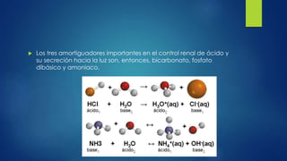  Los tres amortiguadores importantes en el control renal de ácido y
su secreción hacia la luz son, entonces, bicarbonato, fosfato
dibásico y amoniaco.
 