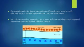  El compartimiento del líquido extracelular está equilibrado entre el catión
principal, sodio, y los principales aniones, cloruro y bicarbonato.
 Los cationes potasio y magnesio y los aniones fosfato y proteínas constituyen casi
todo el compartimiento de líquido intracelular
 