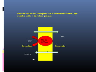 Sistema activo de transporte en la membrana celular, que
expulsa sodio e introduce potasio
Membrana
Na+
ATP
Intracelular Extracelular
ADP+ P
K+ K+
Mol de
ATPasa
 