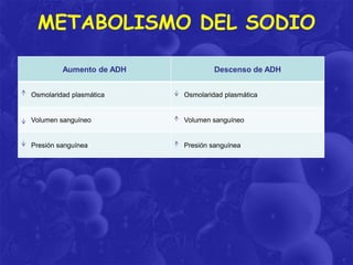 METABOLISMO DEL SODIO
Aumento de ADH

Descenso de ADH

Osmolaridad plasmática

Osmolaridad plasmática

Volumen sanguíneo

Volumen sanguíneo

Presión sanguínea

Presión sanguínea

 