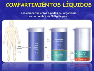COMPARTIMIENTOS LÍQUIDOS
Los compartimientos líquidos del organismo
en un hombre de 60 Kg de peso

 