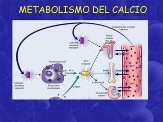 METABOLISMO DEL CALCIO

 