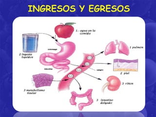INGRESOS Y EGRESOS

 