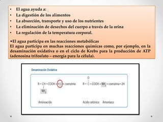 •
•
•
•
•

El agua ayuda a:
La digestión de los alimentos
La absorción, transporte y uso de los nutrientes
La eliminación de desechos del cuerpo a través de la orina
La regulación de la temperatura corporal.

•El agua participa en las reacciones metabólicas
El agua participa en muchas reacciones químicas como, por ejemplo, en la
desaminación oxidativa o en el ciclo de Krebs para la producción de ATP
(adenosina trifosfato – energía para la célula).

 