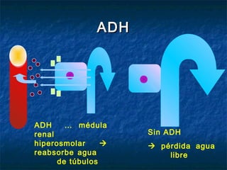 ADHADH
Sin ADH
 pérdida agua
libre
ADH … médula
renal
hiperosmolar 
reabsorbe agua
de túbulos
 