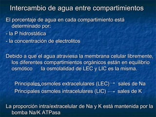 Intercambio de agua entre compartimientosIntercambio de agua entre compartimientos
El porcentaje de agua en cada compartimiento estáEl porcentaje de agua en cada compartimiento está
determinado por:determinado por:
- la P hidrostática- la P hidrostática
- la concentración de electrolitos- la concentración de electrolitos
Debido a que el agua atraviesa la membrana celular libremente,Debido a que el agua atraviesa la membrana celular libremente,
los diferentes compartimientos orgánicos están en equilibriolos diferentes compartimientos orgánicos están en equilibrio
osmótico la osmolalidad de LEC y LIC es la misma.osmótico la osmolalidad de LEC y LIC es la misma.
Principales osmoles extracelulares (LEC) sales de NaPrincipales osmoles extracelulares (LEC) sales de Na
Principales osmoles intracelulares (LIC) sales de KPrincipales osmoles intracelulares (LIC) sales de K
La proporción intra/extracelular de Na y K está mantenida por laLa proporción intra/extracelular de Na y K está mantenida por la
bomba Na/K ATPasabomba Na/K ATPasa
 