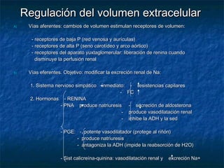 Regulación del volumen extracelularRegulación del volumen extracelular
A)A) Vías aferentes: cambios de volumen estimulan receptores de volumen:Vías aferentes: cambios de volumen estimulan receptores de volumen:
- receptores de baja P (red venosa y aurículas)- receptores de baja P (red venosa y aurículas)
- receptores de alta P (seno carotídeo y arco aórtico)- receptores de alta P (seno carotídeo y arco aórtico)
- receptores del aparato yuxtaglomerular: liberación de renina cuando- receptores del aparato yuxtaglomerular: liberación de renina cuando
disminuye la perfusión renaldisminuye la perfusión renal
B)B) Vías eferentes. Objetivo: modificar la excreción renal de Na:Vías eferentes. Objetivo: modificar la excreción renal de Na:
1. Sistema nervioso simpático inmediato: - resistencias capilares1. Sistema nervioso simpático inmediato: - resistencias capilares
- FC- FC
2. Hormonas - RENINA2. Hormonas - RENINA
- PNA produce natriuresis - secreción de aldosterona- PNA produce natriuresis - secreción de aldosterona
- produce vasodilatación renal- produce vasodilatación renal
- inhibe la ADH y la sed- inhibe la ADH y la sed
- PGE: - potente vasodilatador (protege al riñón)- PGE: - potente vasodilatador (protege al riñón)
- produce natriuresis- produce natriuresis
- antagoniza la ADH (impide la reabsorción de H2O)- antagoniza la ADH (impide la reabsorción de H2O)
- Sist calicreína-quinina: vasodilatación renal y excreción Na+- Sist calicreína-quinina: vasodilatación renal y excreción Na+
 
