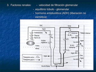 3. Factores renales: - velocidad de filtración glomerular3. Factores renales: - velocidad de filtración glomerular
- equilibrio túbulo - glomerular- equilibrio túbulo - glomerular
- hormona antidiurética (ADH) (liberación no- hormona antidiurética (ADH) (liberación no
osmótica)osmótica)
 