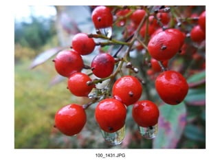 100_1431.JPG
 