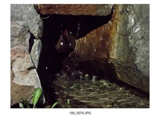 100_0274.JPG
 
