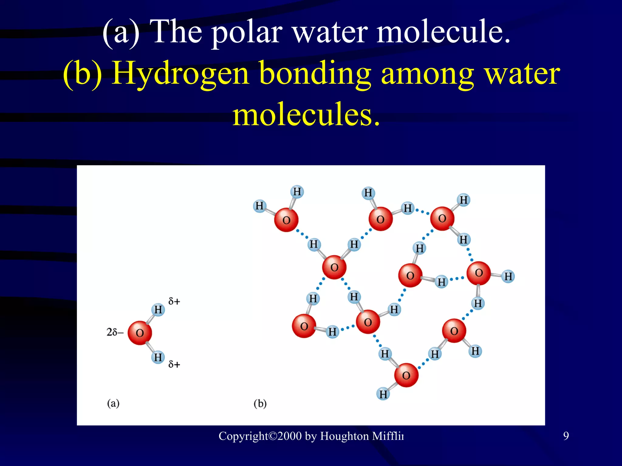 (a) The polar water molecule.   (b) Hydrogen bonding among water molecules.  