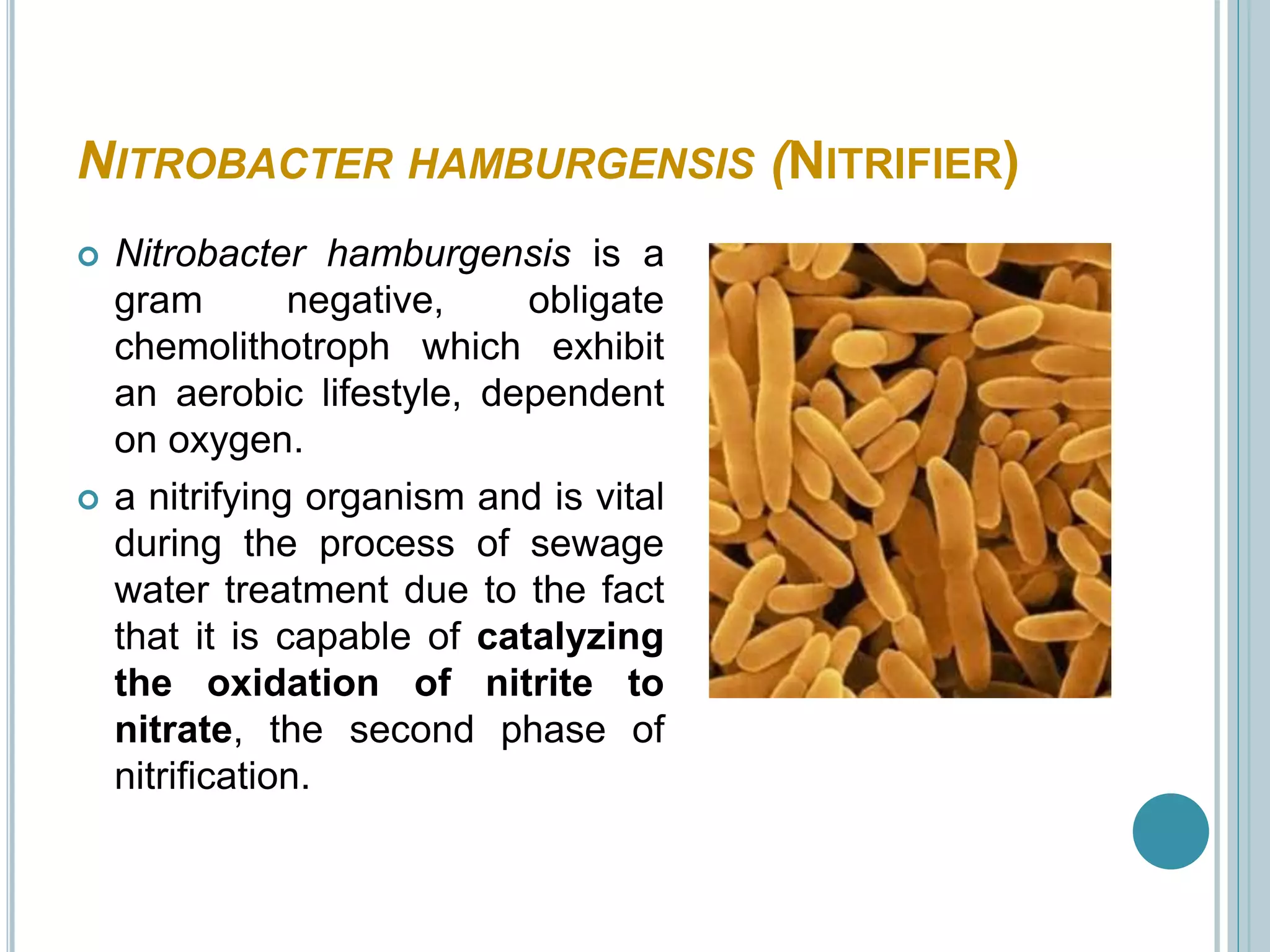 NITROBACTER HAMBURGENSIS (NITRIFIER)
 Nitrobacter hamburgensis is a
gram negative, obligate
chemolithotroph which exhibit
an aerobic lifestyle, dependent
on oxygen.
 a nitrifying organism and is vital
during the process of sewage
water treatment due to the fact
that it is capable of catalyzing
the oxidation of nitrite to
nitrate, the second phase of
nitrification.
 