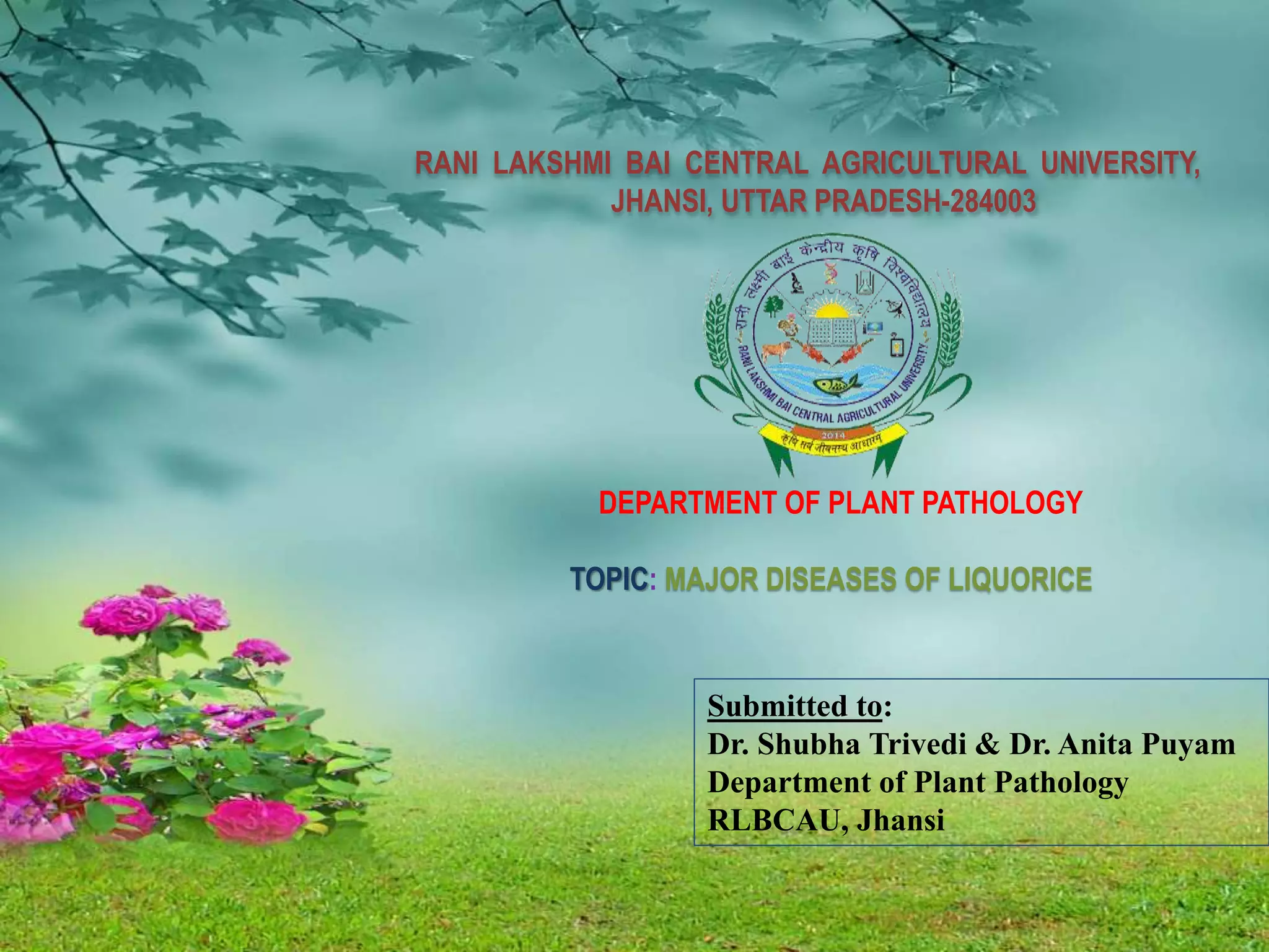 Major diseases of Liquorice A medicinal plant PPT
