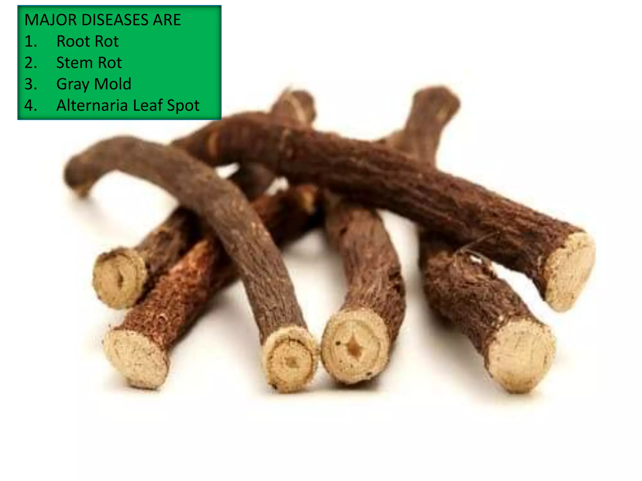 Major diseases of Liquorice A medicinal plant PPT