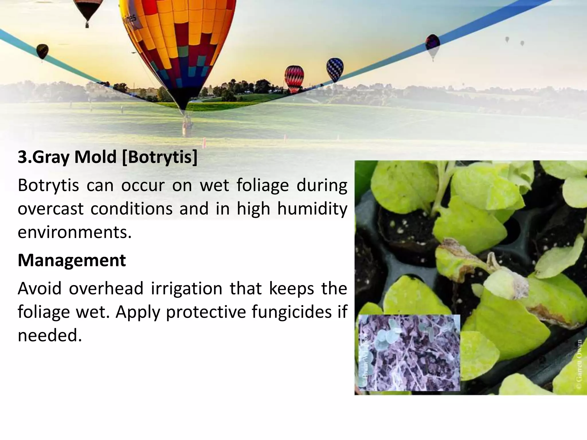 Major diseases of Liquorice A medicinal plant PPT