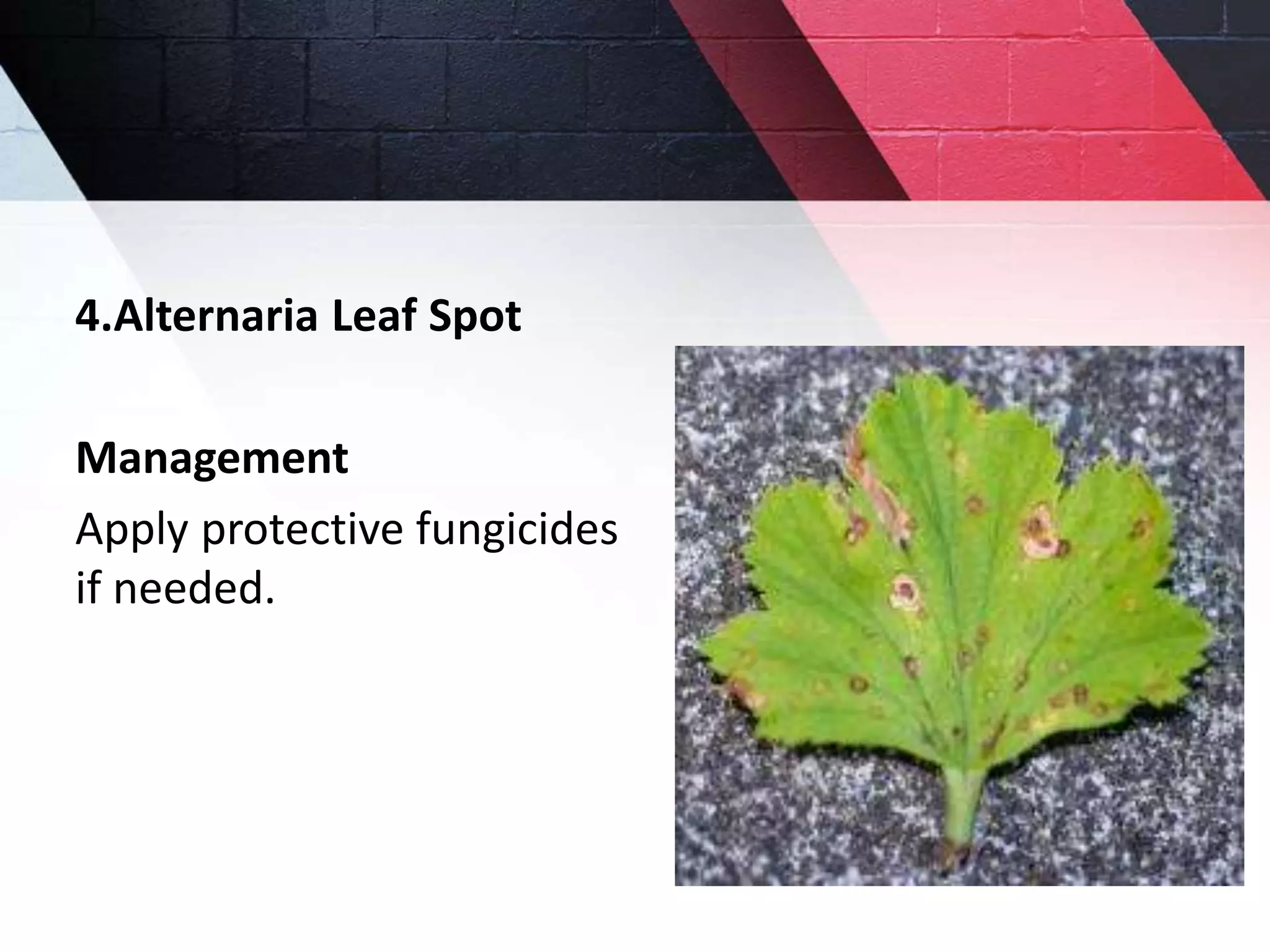 Major diseases of Liquorice A medicinal plant PPT