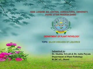 RANI LAKSHMI BAI CENTRAL AGRICULTURAL UNIVERSITY,
JHANSI, UTTAR PRADESH-284003
DEPARTMENT OF PLANT PATHOLOGY
TOPIC: MAJOR DISEASES OF LIQUORICE
Submitted to:
Dr. Shubha Trivedi & Dr. Anita Puyam
Department of Plant Pathology
RLBCAU, Jhansi
 