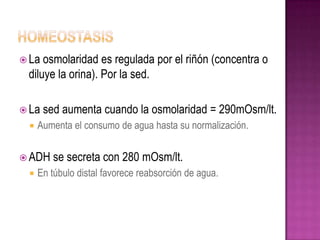  La osmolaridad es regulada por el riñón (concentra o
 diluye la orina). Por la sed.

 La   sed aumenta cuando la osmolaridad = 290mOsm/lt.
    Aumenta el consumo de agua hasta su normalización.


 ADH    se secreta con 280 mOsm/lt.
    En túbulo distal favorece reabsorción de agua.
 