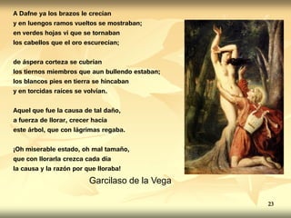 A Dafne ya los brazos le crecían
y en luengos ramos vueltos se mostraban;
en verdes hojas vi que se tornaban
los cabellos que el oro escurecían;
de áspera corteza se cubrían
los tiernos miembros que aun bullendo estaban;
los blancos pies en tierra se hincaban
y en torcidas raíces se volvían.
Aquel que fue la causa de tal daño,
a fuerza de llorar, crecer hacía
este árbol, que con lágrimas regaba.
¡Oh miserable estado, oh mal tamaño,
que con llorarla crezca cada día
la causa y la razón por que lloraba!
Garcilaso de la Vega
23
 