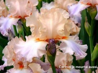 Car moi je mourrai aussi 