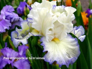 Peu m'importe si tu m'aimes 