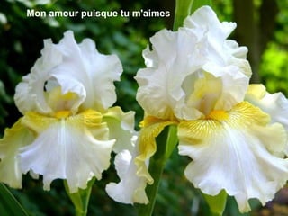 Mon amour puisque tu m'aimes 