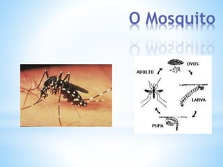 O Mosquito