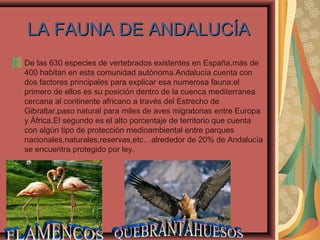 LA FAUNA DE ANDALUCÍALA FAUNA DE ANDALUCÍA
De las 630 especies de vertebrados existentes en España,más de
400 habitan en esta comunidad autónoma.Andalucía cuenta con
dos factores principales para explicar esa numerosa fauna:el
primero de ellos es su posición dentro de la cuenca mediterranea
cercana al continente africano a través del Estrecho de
Gibraltar,paso natural para miles de aves migratorias entre Europa
y África.El segundo es el alto porcentaje de territorio que cuenta
con algún tipo de protección medioambiental entre parques
nacionales,naturales,reservas,etc…alrededor de 20% de Andalucía
se encuentra protegido por ley.
 
