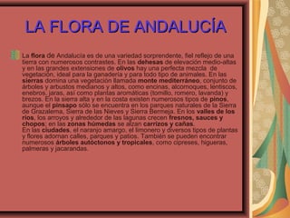 LA FLORA DE ANDALUCÍALA FLORA DE ANDALUCÍA
La flora de Andalucía es de una variedad sorprendente, fiel reflejo de una
tierra con numerosos contrastes. En las dehesas de elevación medio-altas
y en las grandes extensiones de olivos hay una perfecta mezcla de
vegetación, ideal para la ganadería y para todo tipo de animales. En las
sierras domina una vegetación llamada monte mediterráneo, conjunto de
árboles y arbustos medianos y altos, como encinas, alcornoques, lentiscos,
enebros, jaras, así como plantas aromáticas (tomillo, romero, lavanda) y
brezos. En la sierra alta y en la costa existen numerosos tipos de pinos,
aunque el pinsapo sólo se encuentra en los parques naturales de la Sierra
de Grazalema, Sierra de las Nieves y Sierra Bermeja. En los valles de los
ríos, los arroyos y alrededor de las lagunas crecen fresnos, sauces y
chopos; en las zonas húmedas se alzan carrizos y cañas.
En las ciudades, el naranjo amargo, el limonero y diversos tipos de plantas
y flores adornan calles, parques y patios. También se pueden encontrar
numerosos árboles autóctonos y tropicales, como cipreses, higueras,
palmeras y jacarandas.
 